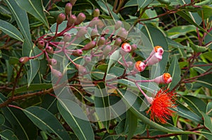 Flowers and buds of a corymbia ficifolia \'Baby Orange\' tree