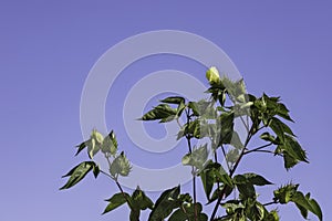 Flowers and buds of a cotton plant closeup on a background of blue sky.