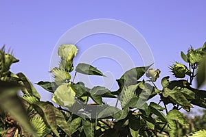 Flowers and buds of a cotton plant closeup on a background of blue sky.