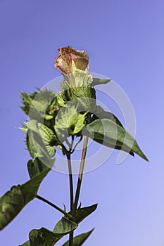 Flowers and buds of a cotton plant closeup on a background of blue sky.