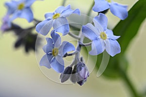 Flowers and buds of forget-me-not on bluring tea green background
