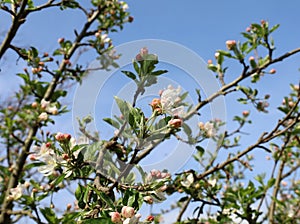 Flowers, buds and leaves on a blossom apple tree on blue sky background