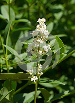 Flowers and buds of Ligustrum vulgare