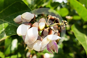 Flowers and buds of Millettia pinnata Pongam oiltree