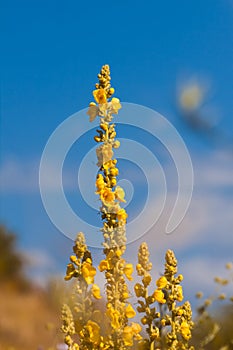 Flowers and buds of mullein in blurred blue summer sky, tender inflorescence on long stem, warm and cozy direct sunlight