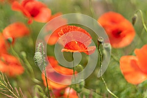 Flowers and buds of poppies growing wild in a field against a background of green grass. Selective focus