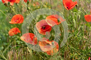 Flowers and buds of poppies growing wild in a field against a background of green grass. Selective focus
