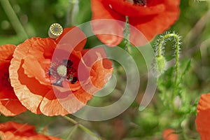 Flowers and buds of poppies growing wild in a field against a background of green grass. Selective focus