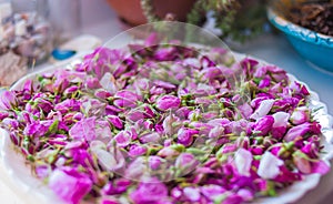 Flowers and buds of tea rose in spring. photo