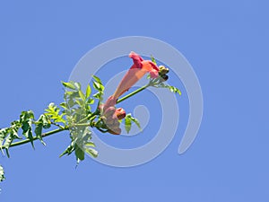 Flowers and buds of Trumpet creeper or Campsis radicans close-up against sky, selective focus, shallow DOF