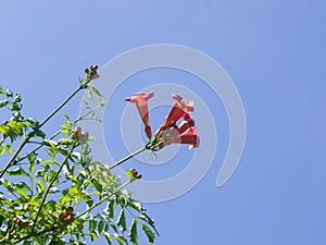 Flowers and buds of Trumpet creeper or Campsis radicans close-up against sky, selective focus, shallow DOF