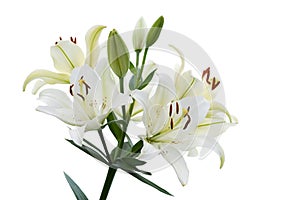 Flowers and buds of White Daylily isolated on white background.