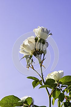 Flowers and buds of a white rose in sunny backlight on a background of green foliage
