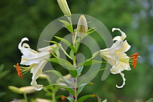 Flowers with buds of yellow lily in garden