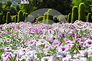 Flowers in Buen Retiro park in summer, Madrid, Spain