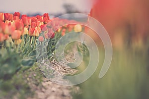 Flowers bulb fields in the Dutch landscape. The most famous export product in the Netherlands