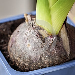 Flowers bulb with green stems closeup in a pot. Spring, home hobby, gardening concept.