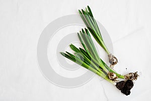 Flowers bulbs on white background, nature plant flat lay