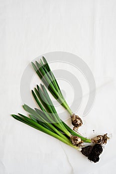 Flowers bulbs on white background, nature plant flat lay