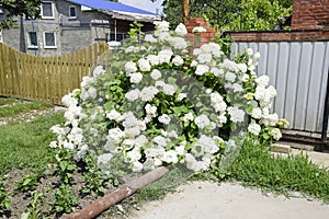 Flowers of a buldenezh