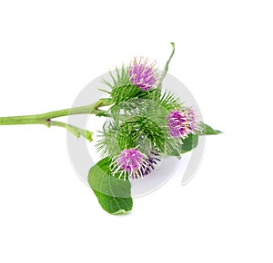 Flowers of burdock isolated on a white background. Burdock with flowers and leaves isolated. Branch of burdock