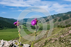 Flowers burdock mountain background