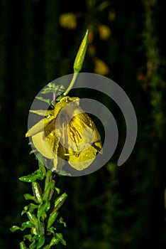 Flowers burst into tears after the rain!