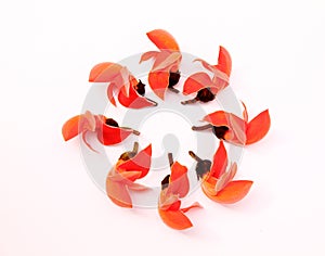 Flowers of Butea monosperma