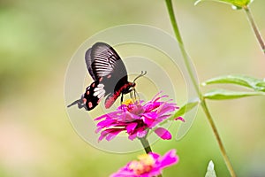 Flowers with butterflies