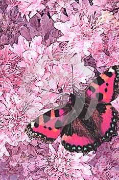 Flowers and Butterfly