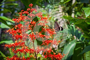 Flowers in the butterfly garden.