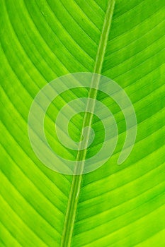 Part of the leaf in the butterfly garden.