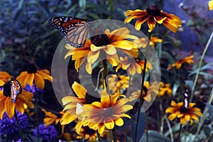 Flowers & Butterfly (Rudbeckia) photo