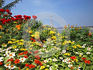 Flowers and cable car