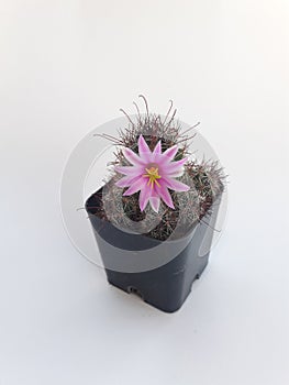 The flowers of the cactus  Planted in pots  Placed on a white background