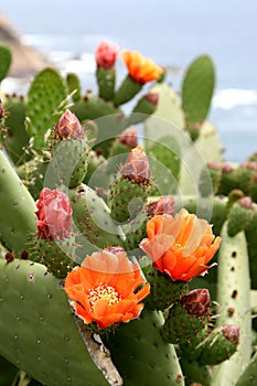 Flowers of cactus in Spain photo