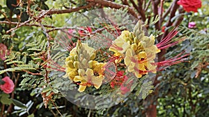 Flowers of caesalpinia gilliesii photo