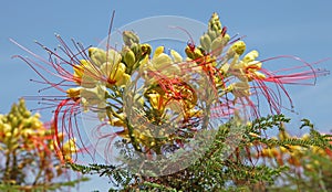 Flowers of Caesalpinia gilliesii