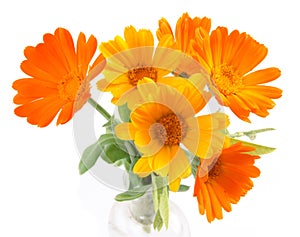 The flowers of calendula