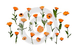 Flowers Calendula  Calendula officinalis, pot marigold, ruddles, garden marigold, English marigold  on a white background