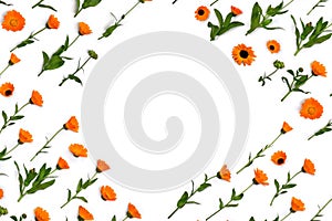 Flowers Calendula  Calendula officinalis, pot marigold, ruddles, garden marigold  on a white background with space for text