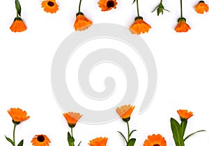 Flowers Calendula  Calendula officinalis, pot marigold, ruddles, garden marigold, English marigold  on a white background.