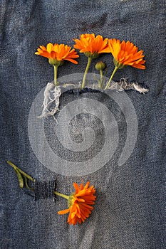 Flowers Calendula on ripped jeans background