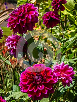 Flowers from a California botanical park photo