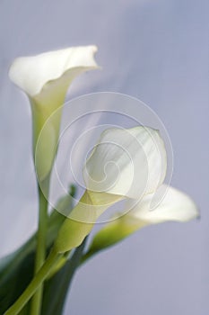 Flowers calla