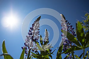Flowers called lupins. Blue sky, sun and flowers.