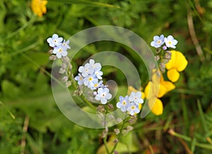 flowers called our Lady's Eyes photo