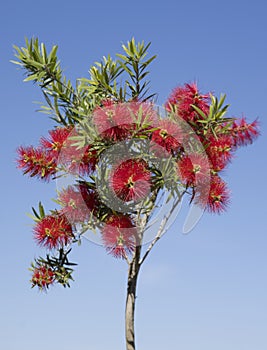 Flowers of Callistemon, also called Bottle Rinse