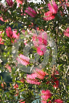 The flowers of Callistomon rigidus