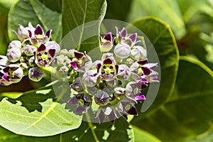 Flowers of calotropis procera(Sodom apple) tree